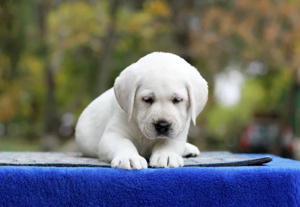 Mavi bir arka planda tatlı Labrador köpek yavrusu — Stok fotoğraf