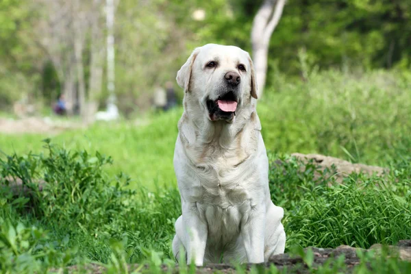 Zoete gele labrador in het park — Stockfoto