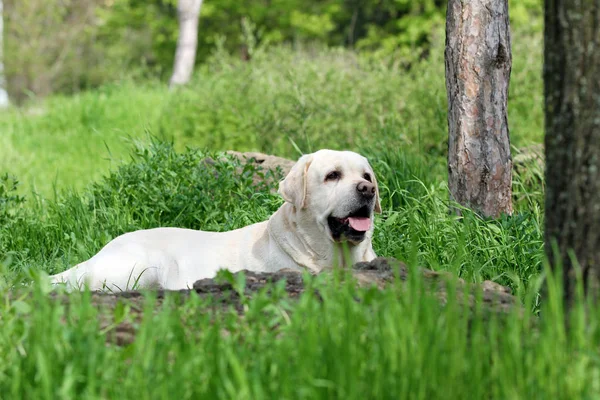 Um labrador amarelo no parque — Fotografia de Stock