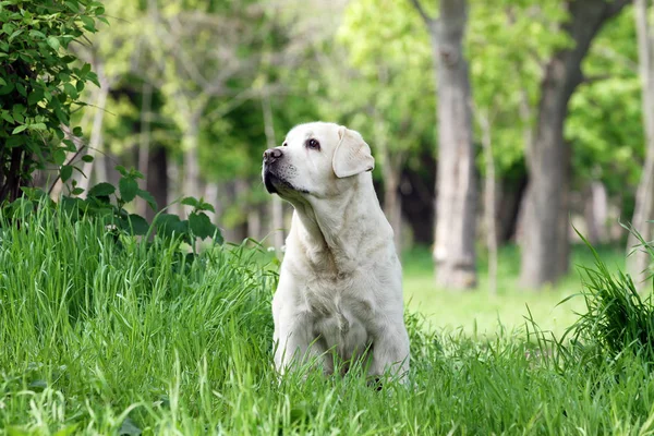 De gele labrador in het park — Stockfoto