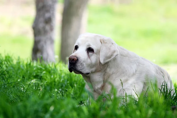 Den söta söta gula Labrador i parken — Stockfoto