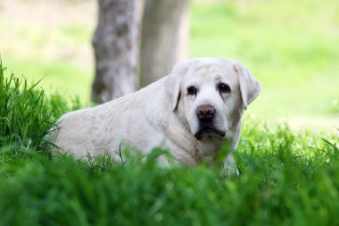 parkta sarı labrador