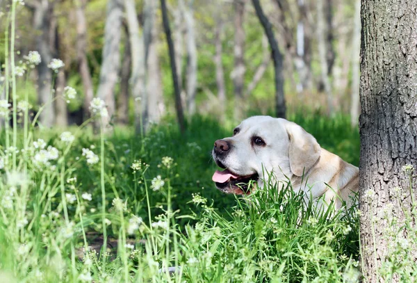 Ein gelber Labrador im Park — Stockfoto