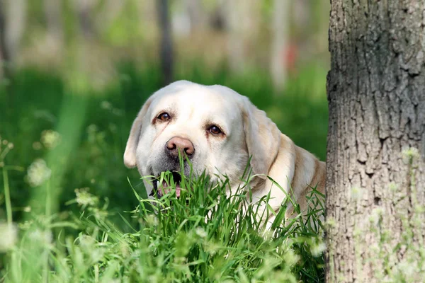 Labrador amarelo doce no parque — Fotografia de Stock