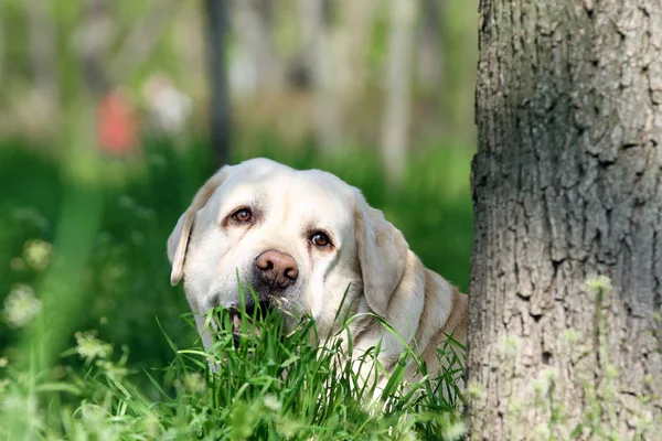 Yellow labrador in the park — Stock Photo, Image