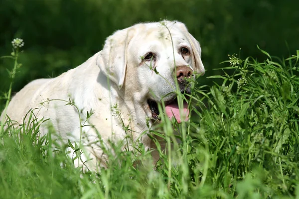 A sweet yellow labrador in the park — Stock Photo, Image