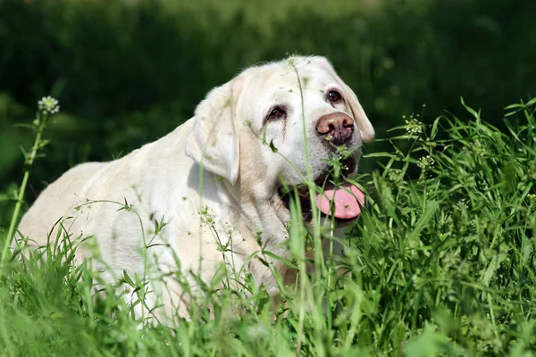 Słodki yellow labrador w parku — Zdjęcie stockowe