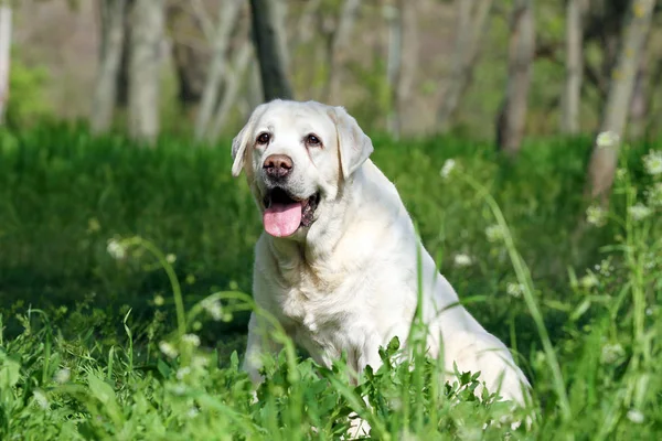 The nice sweet yellow labrador in the park — Stock Photo, Image