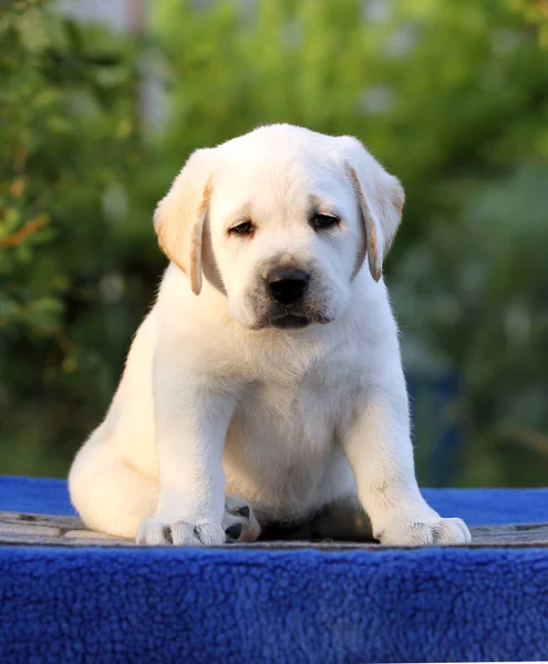 青い背景に素敵な甘いラブラドール子犬 — ストック写真
