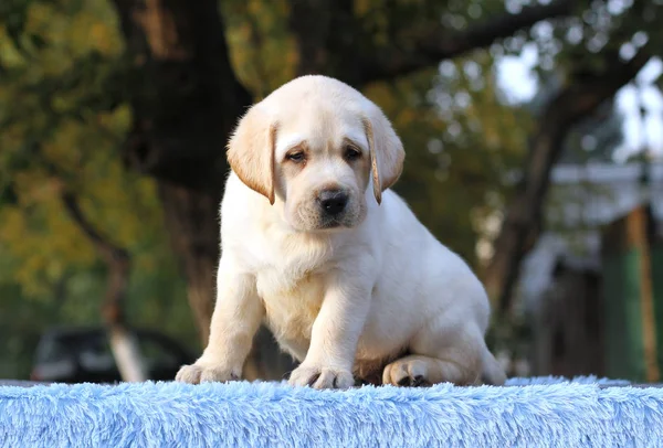 Mavi bir arka plan üzerinde bir labrador köpek yavrusu — Stok fotoğraf