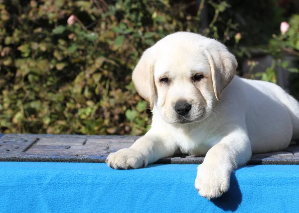 Mavi bir arka planda tatlı Labrador köpek yavrusu — Stok fotoğraf