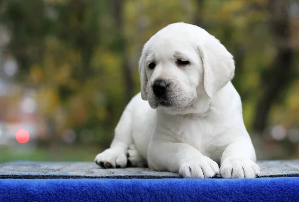 O filhote de cachorro doce agradável labrador em um fundo azul — Fotografia de Stock