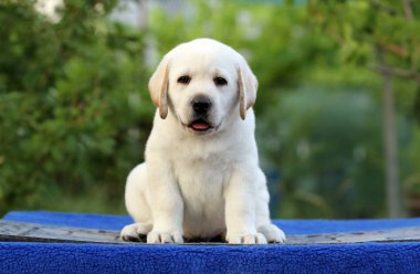 mavi bir arka plan üzerinde güzel bir şirin labrador köpek yavrusu