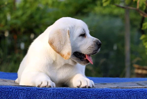 Mavi bir arka planda sevimli Labrador köpek yavrusu — Stok fotoğraf