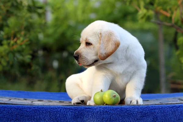 Mooi schattige labrador puppy op een blauwe achtergrond — Stockfoto