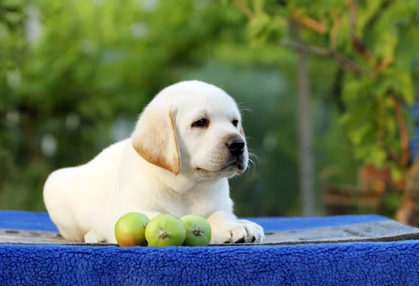 Labrador puppy op een blauwe achtergrond — Stockfoto