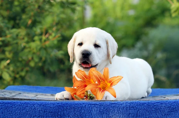 Le chiot labrador sur fond bleu — Photo