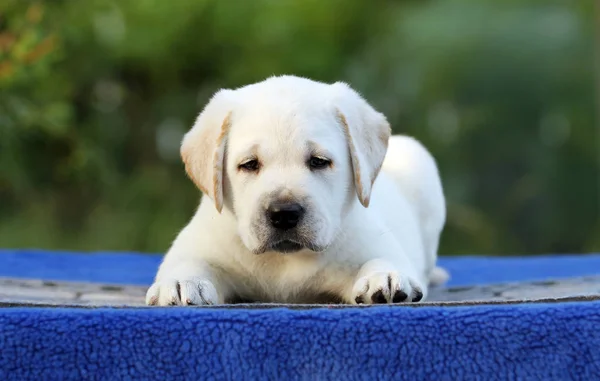 Pěkný labrador štěně na modrém pozadí — Stock fotografie