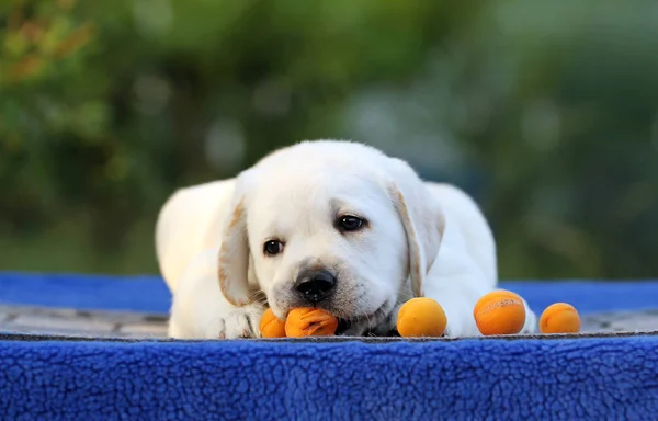 青色の背景に素敵なラブラドールの子犬 — ストック写真