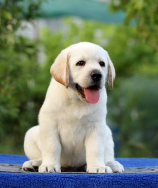 mavi bir arka plan üzerinde labrador yavrusu