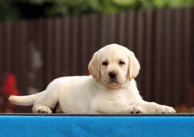 mavi bir arka plan üzerinde güzel labrador köpek yavrusu