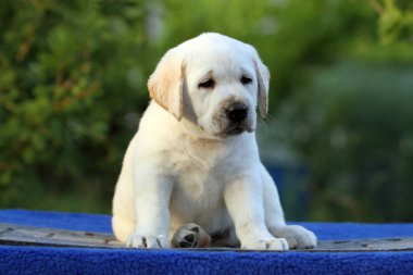 mavi bir arka plan üzerinde bir labrador köpek yavrusu