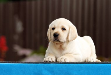 mavi bir arka plan üzerinde güzel bir labrador köpek yavrusu