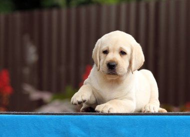 mavi bir arka plan üzerinde güzel labrador yavrusu