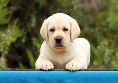 mavi bir arka plan üzerinde sevimli güzel labrador köpek yavrusu