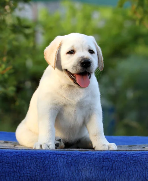 Mavi bir arka plan üzerinde Labrador köpek yavrusu — Stok fotoğraf