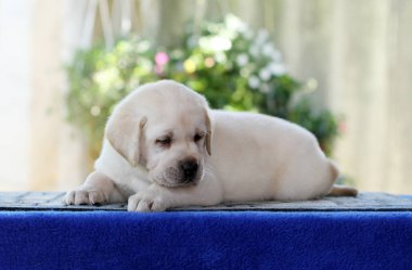 mavi bir arka plan üzerinde labrador yavrusu