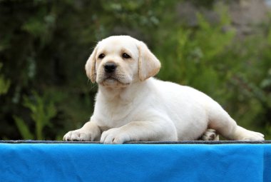 mavi bir arka plan üzerinde güzel labrador yavrusu