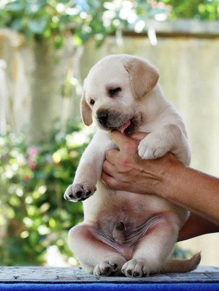 Dulce lindo labrador cachorro en manos — Foto de Stock