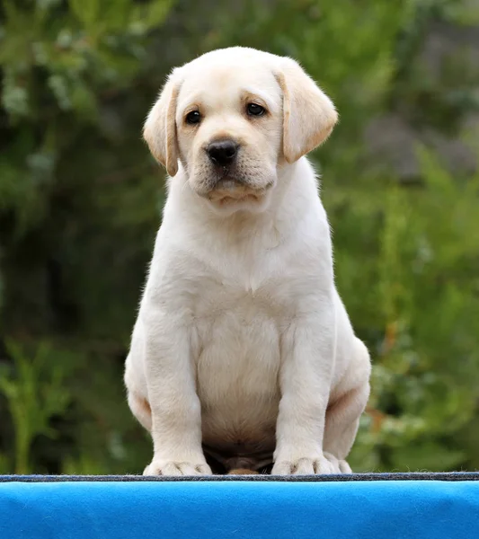 Un bel cucciolo labrador su sfondo blu — Foto Stock