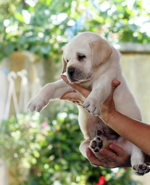 O filhote de cachorro labrador agradável em mãos — Fotografia de Stock