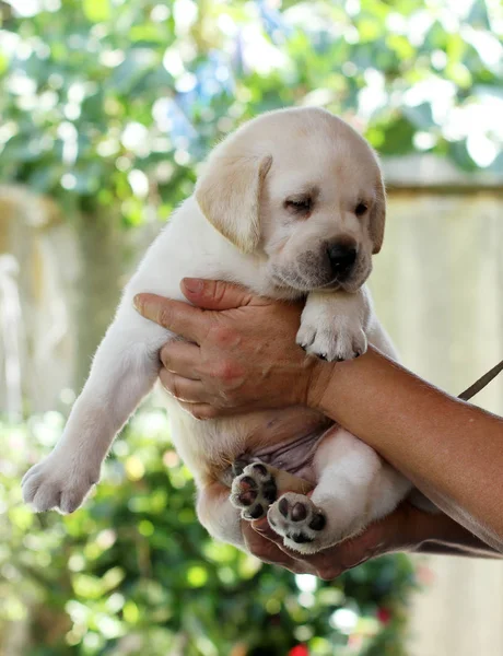 Un beau chiot labrador dans les mains — Photo