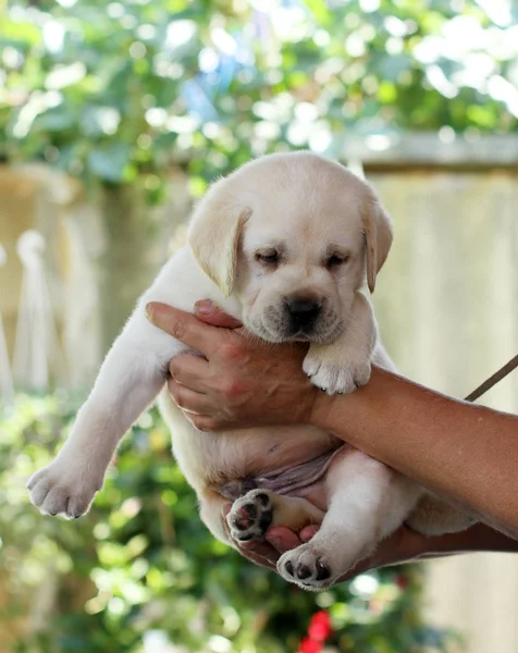 Bel cucciolo labrador in mano — Foto Stock