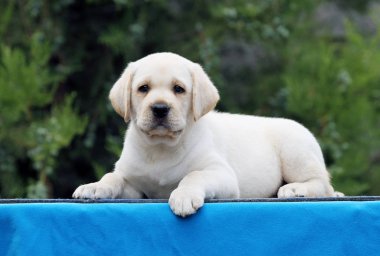 mavi bir arka plan üzerinde bir labrador köpek yavrusu