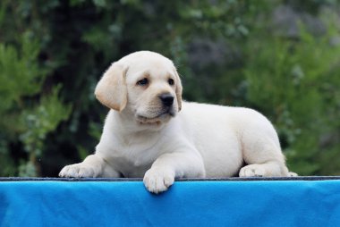 mavi bir arka plan üzerinde labrador yavrusu