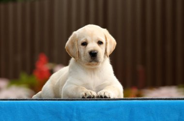 mavi bir arka planda tatlı Labrador köpek yavrusu