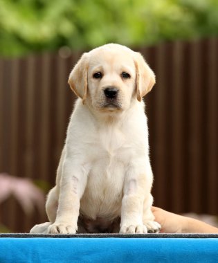 mavi bir arka planda tatlı Labrador köpek yavrusu