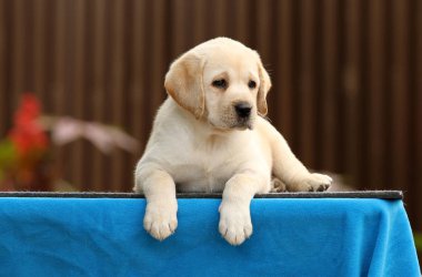 mavi bir arka plan üzerinde güzel tatlı labrador köpek yavrusu