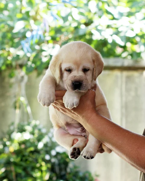 O filhote de cachorro labrador agradável em mãos — Fotografia de Stock