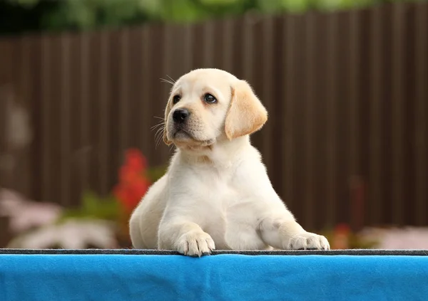 Labrador puppy on a blue background Stock Photo