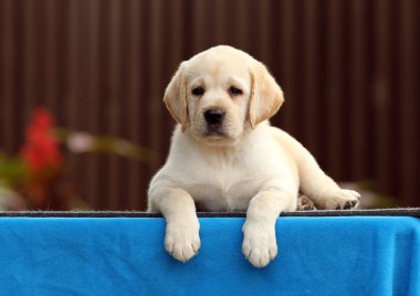 mavi bir arka plan üzerinde labrador yavrusu