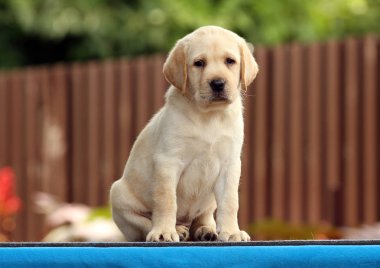 mavi bir arka plan üzerinde Labrador köpek yavrusu