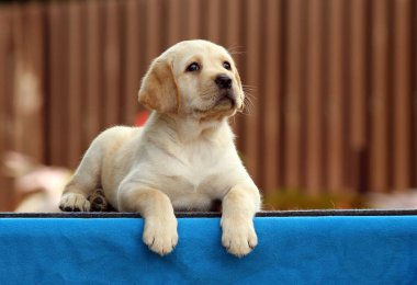 mavi bir arka planda tatlı Labrador köpek yavrusu