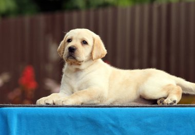 mavi bir arka planda tatlı Labrador köpek yavrusu