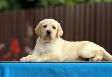 mavi bir arka planda güzel tatlı Labrador köpek yavrusu