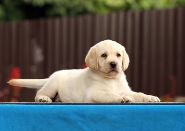 mavi bir arka plan üzerinde güzel tatlı labrador köpek yavrusu